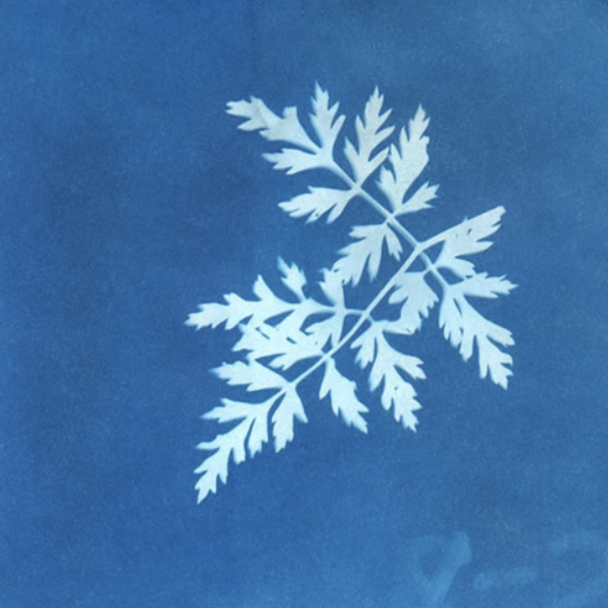 SUNPRINT KIT